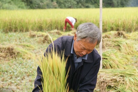 翠草碧叶欲用“一粒大米”叩开世界的门