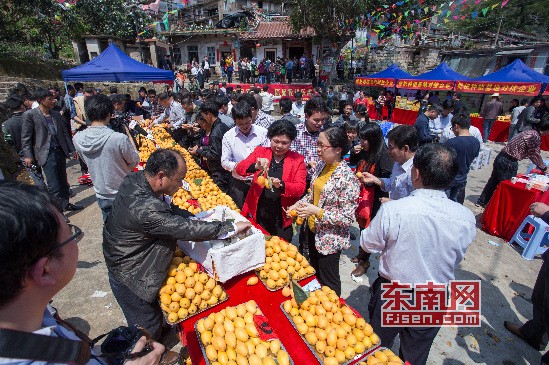 云霄县和平乡枇杷采摘节暨枇杷评选品尝会举行