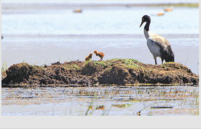 两只湿地图片:图片报道:黑颈鹤