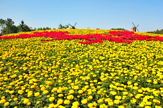 感受不一样的秋色，带你去北京国际鲜花港赏菊花