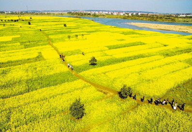 油菜花新余图片:油菜花