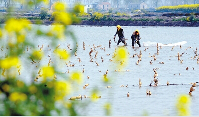 金湖县桥镇图片:春季荷藕种植忙