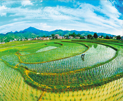 南川南城图片:农田里水稻