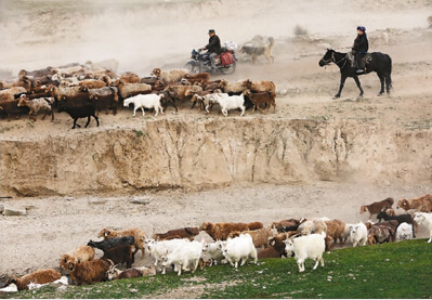 阿勒泰转场图片:牧民转场