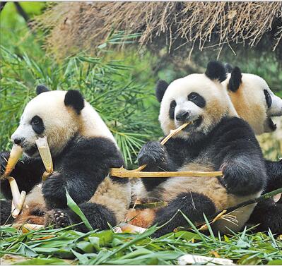主食大熊猫图片:大熊猫三胞胎