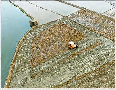 山区益阳市图片:早稻被“淹死”在田里
