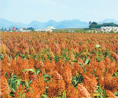 高粱罗平县图片:秋看红高粱