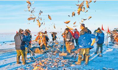 呼伦呼伦贝尔市图片:呼伦湖保护式冬捕