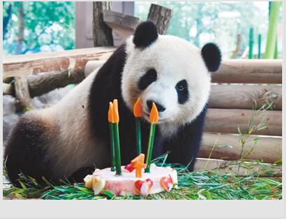 德国柏林动物园为大熊猫“梦梦”庆祝四岁生日
