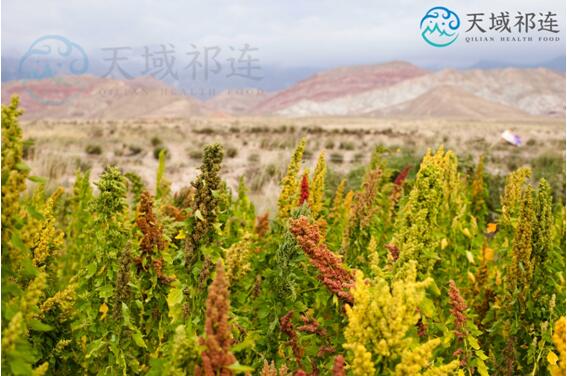 九月正是收获好时节，小小藜带你逛【天域祁连】藜麦种植地