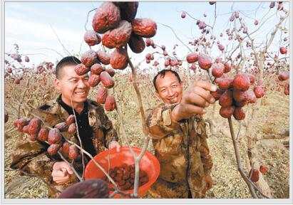 大枣沙漠图片:沙漠种大枣致富又治沙