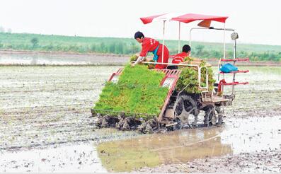 小满巢湖市图片:“小满”时节农事忙