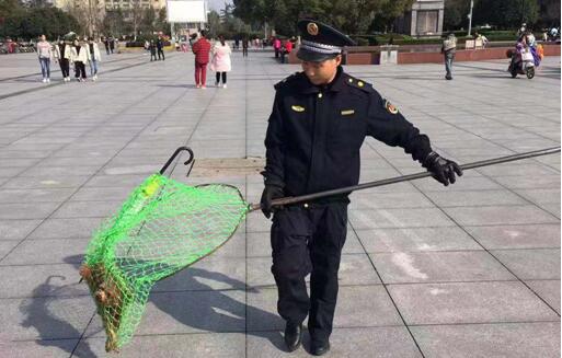 义乌执法局加强市民广场犬类整治力度
