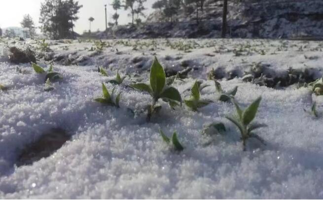 高建勋：中药种植助力绿水青山转化金山银山